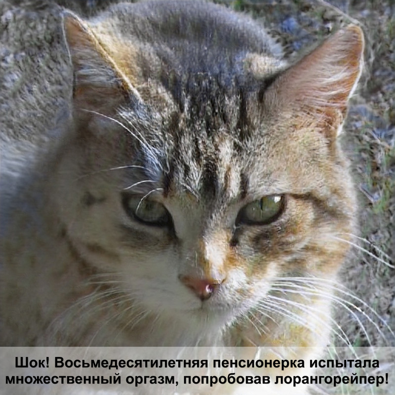 хиллс для стерилизованных кошек