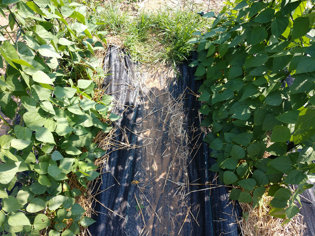 R34 AL Blackeyed Butter IMG_20200716_163703095