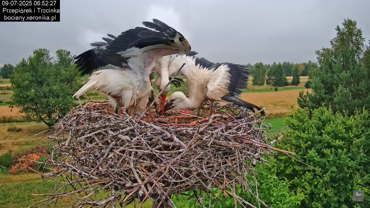 09072025bociany22
