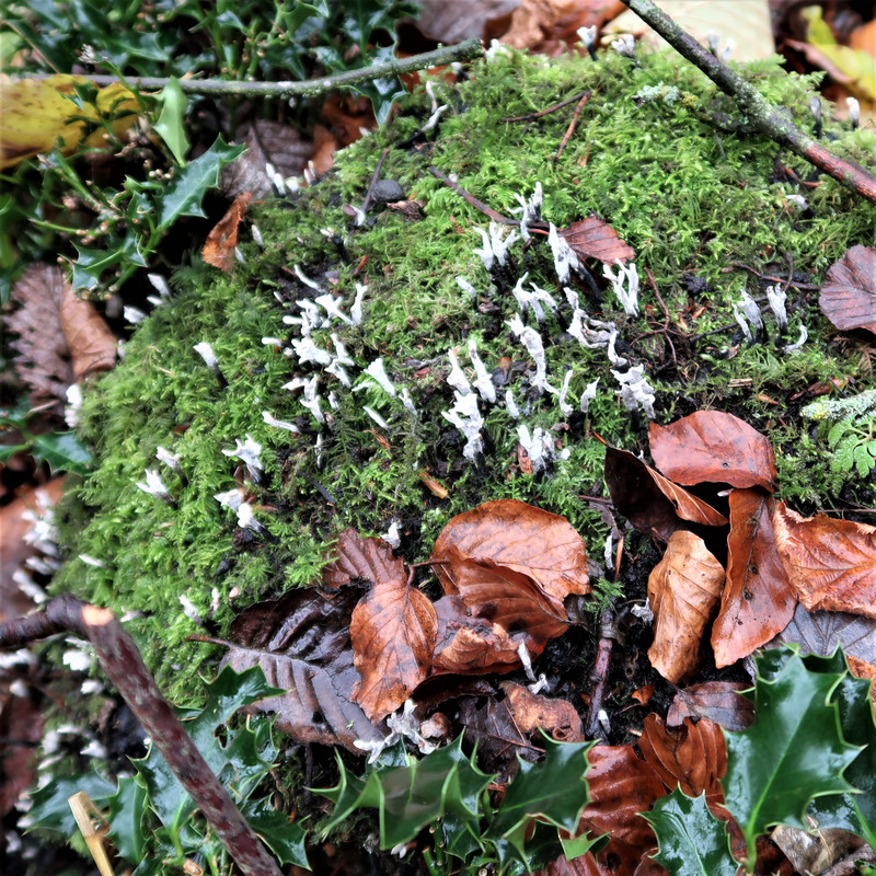 Candle Snuff IMG 3760 (2) — Postimages