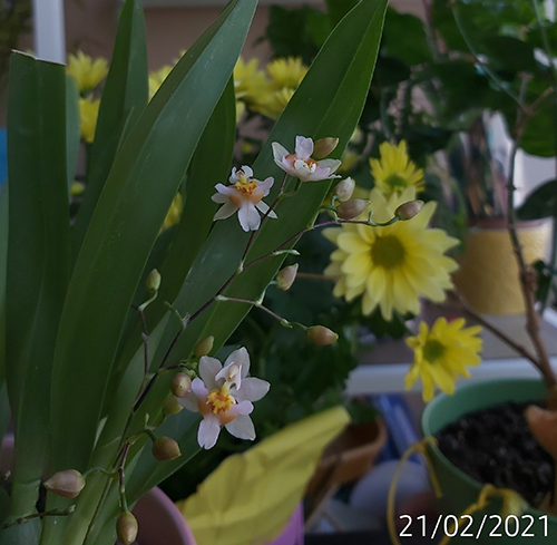 [Image: IMG-20210221-123515.jpg]