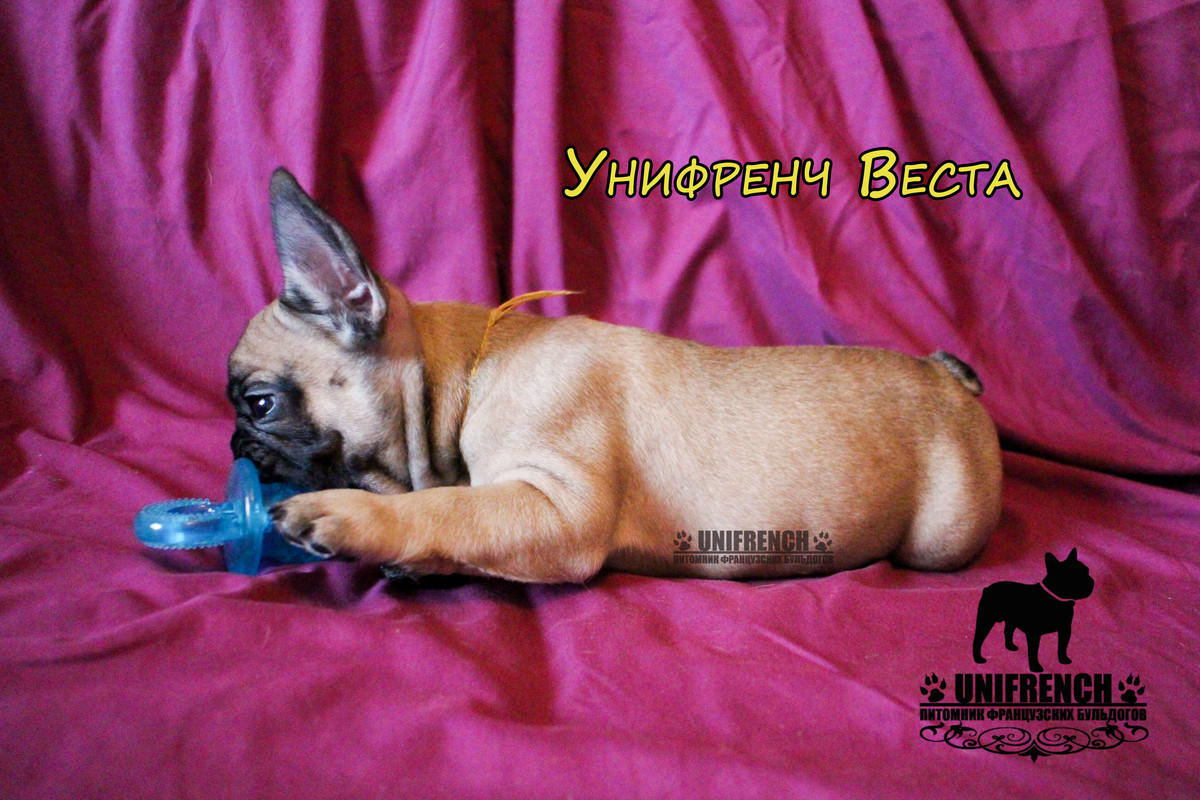 Унифренч Веста