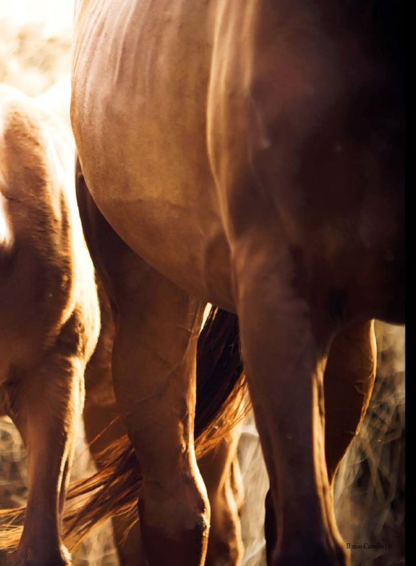 Il Mio Cav (Mag-Giu 2024) 2