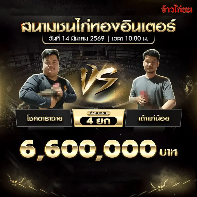 โปรแกรมไก่ชน คู่ โชคดาราฉาย พบ เถ้าแก่น้อย สนามชนไก่ทองอินเตอร์ 14 มีนาคม 2569