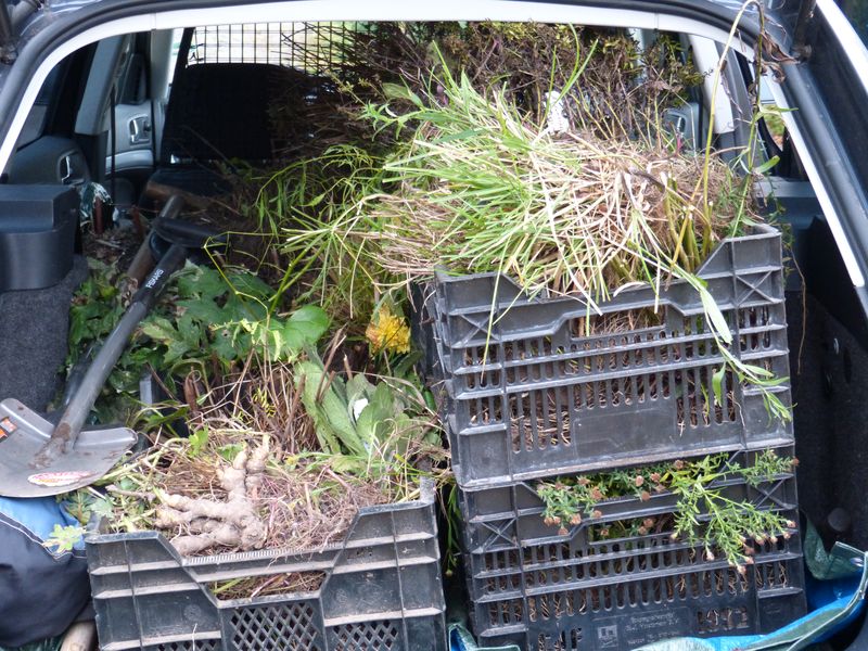 2014-10-30 Kofferraumbegrünung 3