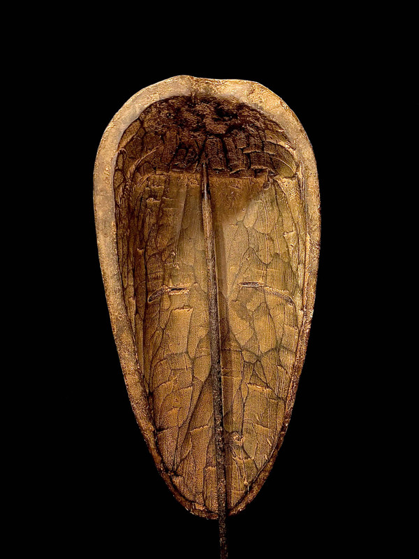 large image 7