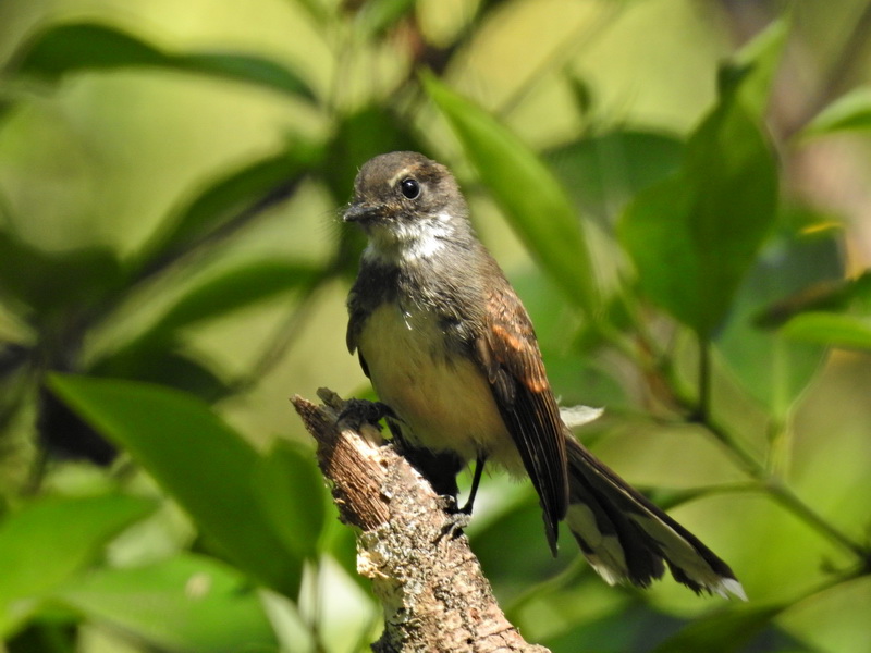 Ошейниковая веерохвостка