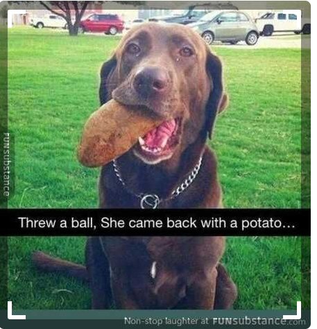 Dog Humor #2