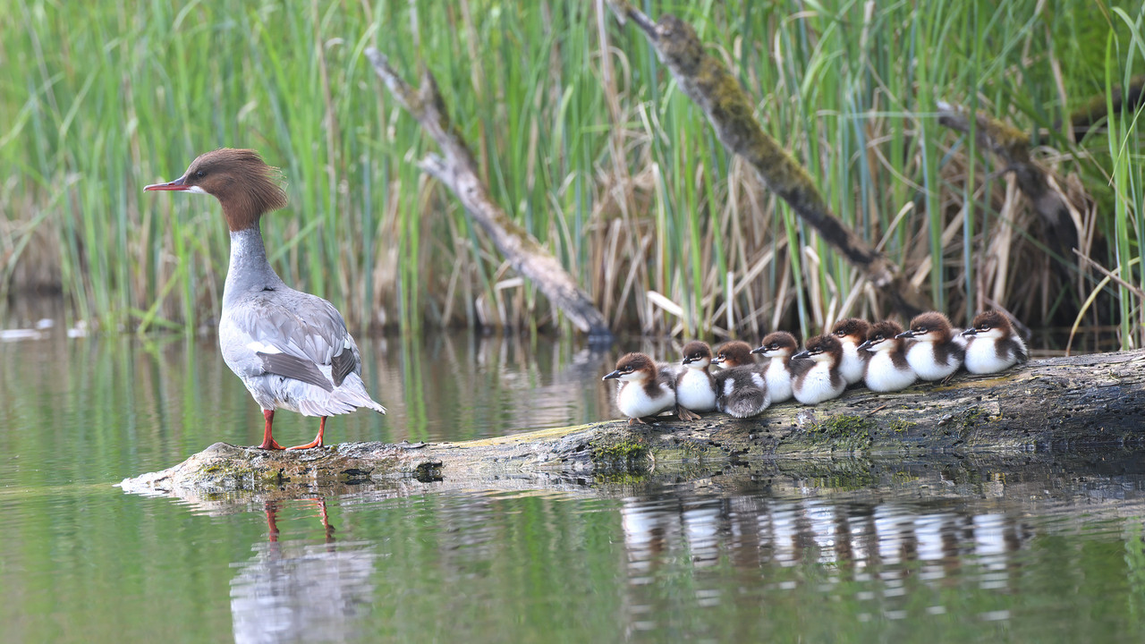 05.02 - 850_5563 HD (Konfiturek)