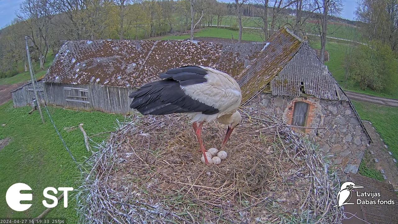 Baltie stārķi (Ciconia ciconia) Tukuma novadā - LDF tiešraide __ White storks in Tukums, Latvia 12-2