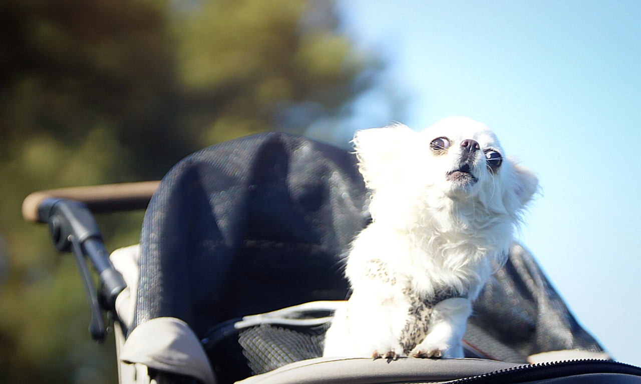 Lumii_20210610_102238431