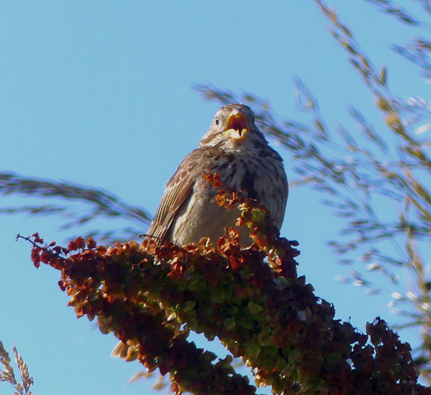 SKYLARK 4 260724