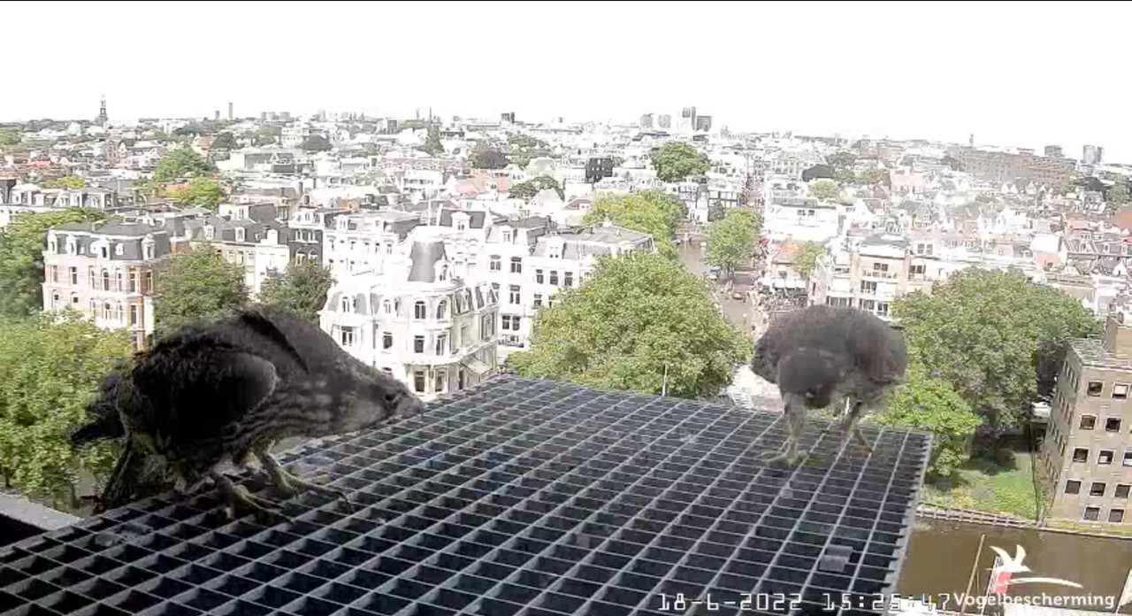 Amsterdam/Rijksmuseum screenshots © Beleef de Lente/Vogelbescherming Nederland - Pagina 29 Video-2022-06-18-153027-Moment-4