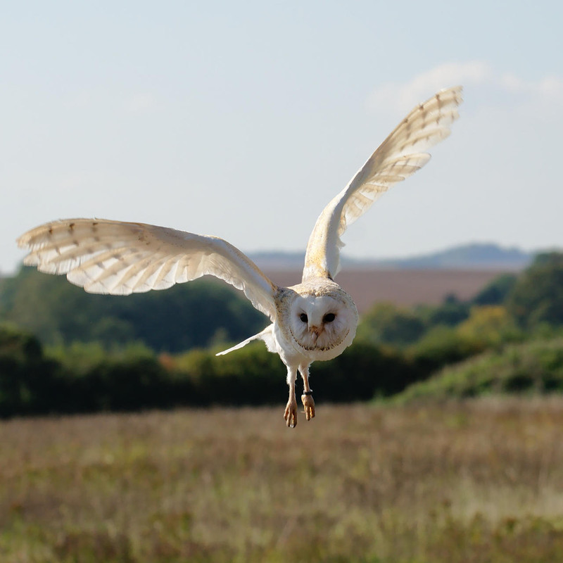 barn-owl-in-flight-by-furlined-d9oanji-fullview.jpg