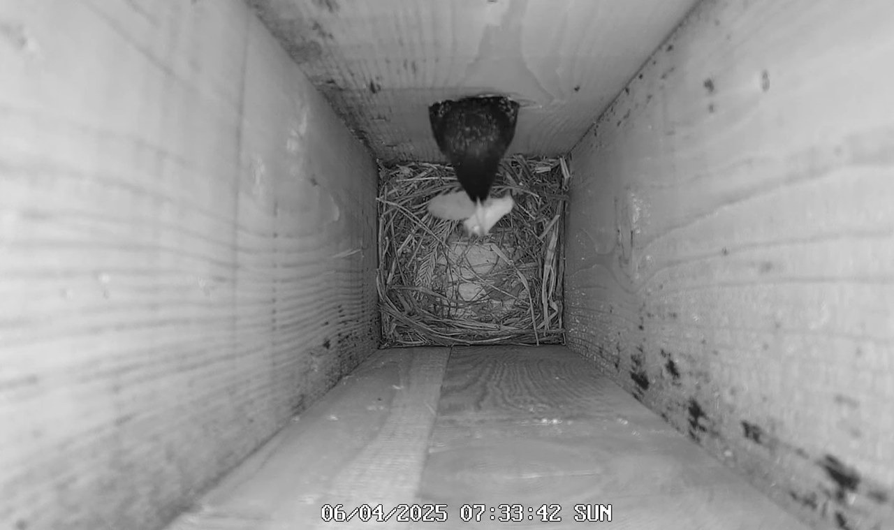 (8) Mājas strazds 2025 Tiešraide - YouTube - 672_59