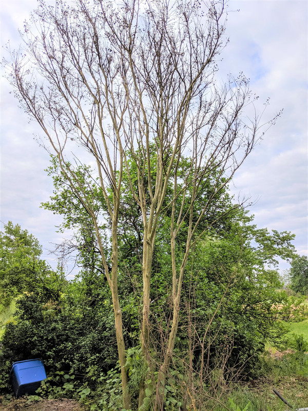 Crape Myrtle dead to ground.
