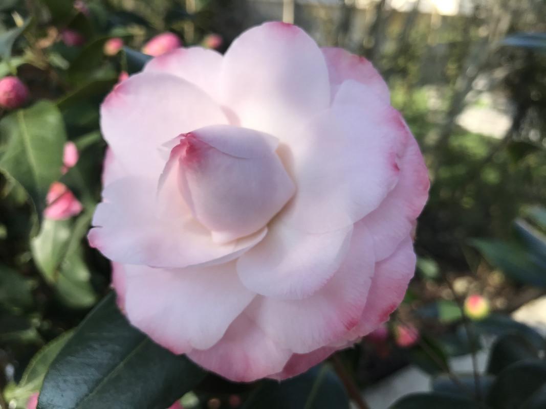 [Image: B030-BC74-09-B8-4-D1-D-A016-73-FF12-AD20-B1.jpg]