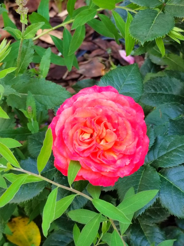 https://i.postimg.cc/76YJ4ng8/24-IMG-20250626-165801.jpg