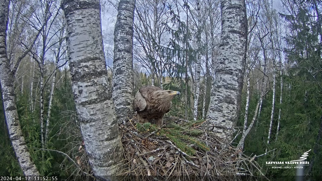 LVM Mazais ērglis Aizkuja, bērzs - Lesser Spotted Eagle 12-15-30 screenshot