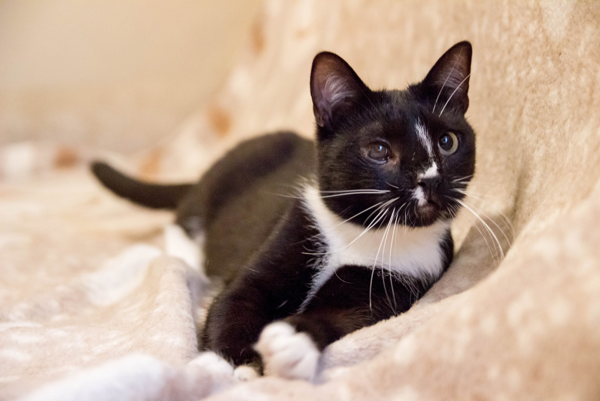 черная с белым-1-10