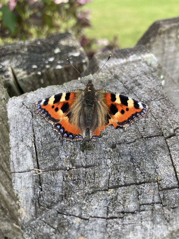 9E264EE8-87FE-458C-B76C-1E4C33B50D95