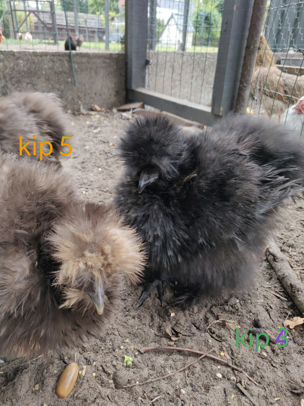 IMG_20190923_144037__01__01