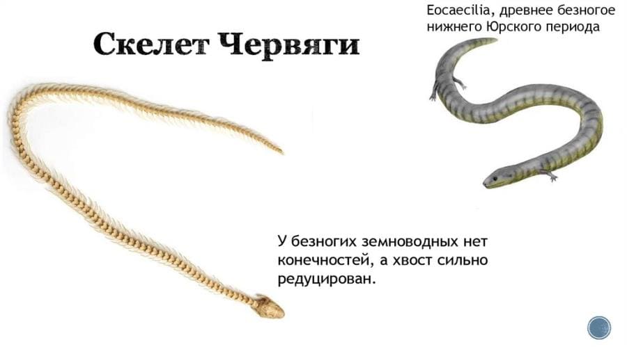 Интересные факты о червягах (цецилиях) - невероятные безногие земноводные Интересные факты о червягах (цецилиях) - невероятные безногие земноводные