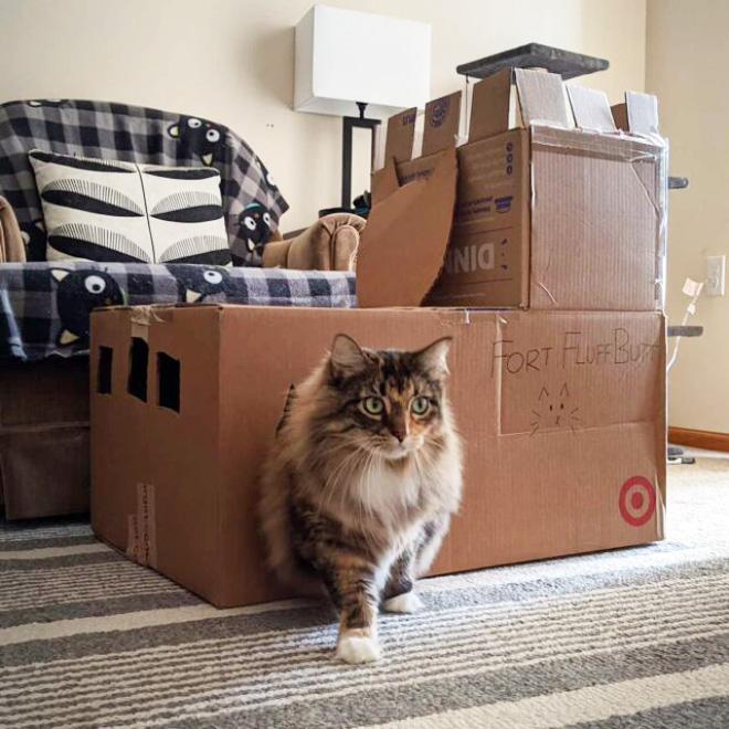 cat-forts14.jpg