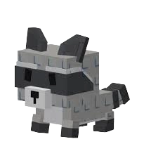 Racoon Pet