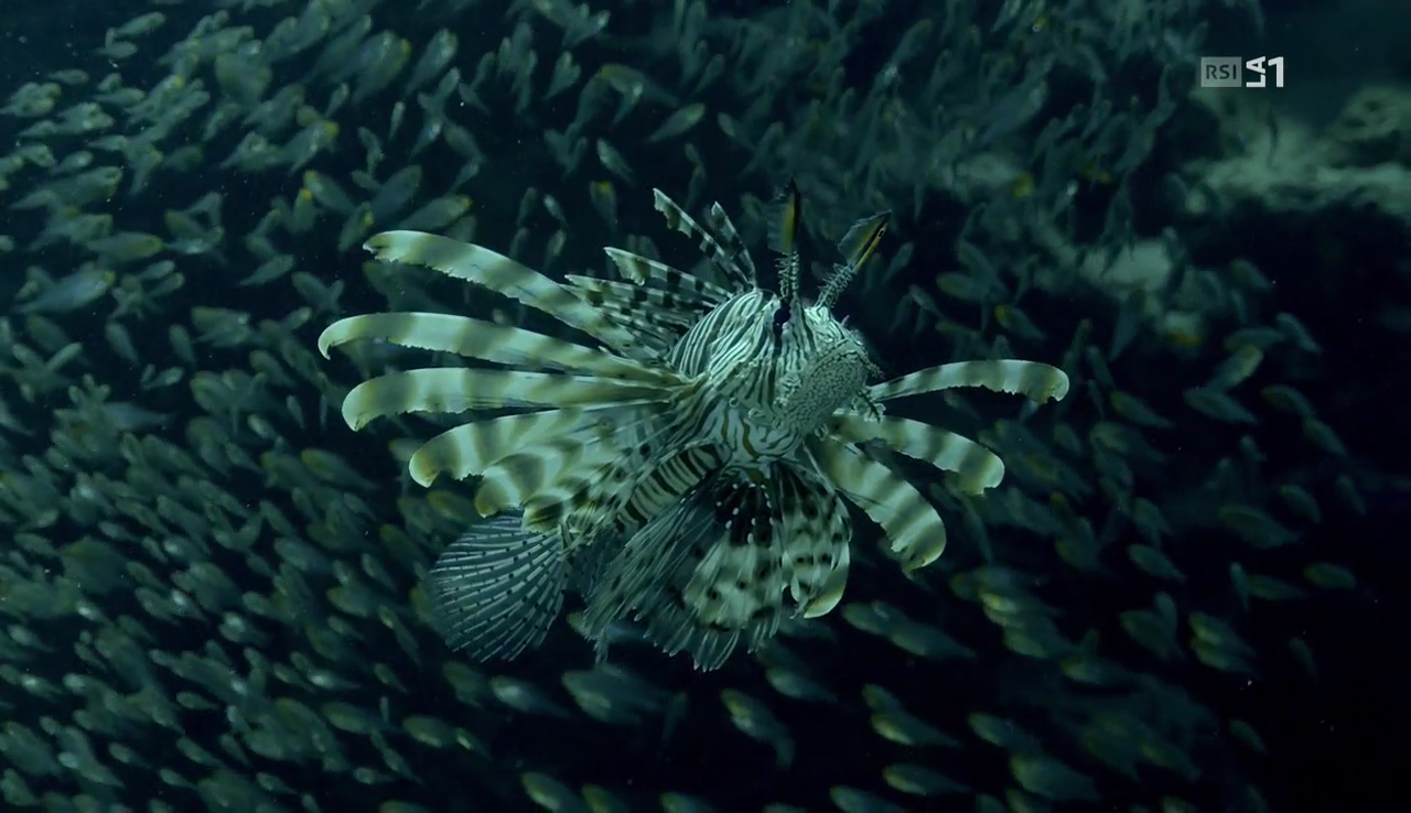 vlcsnap-2016-12-08-09h37m36s201