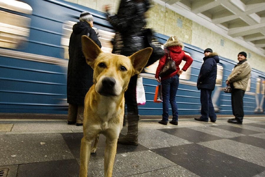 Бездомные собаки в метро