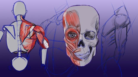 Complete Beginner's Guide to Anatomy and Figure Drawing