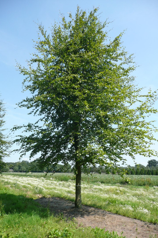 fagus_sylvatica_6