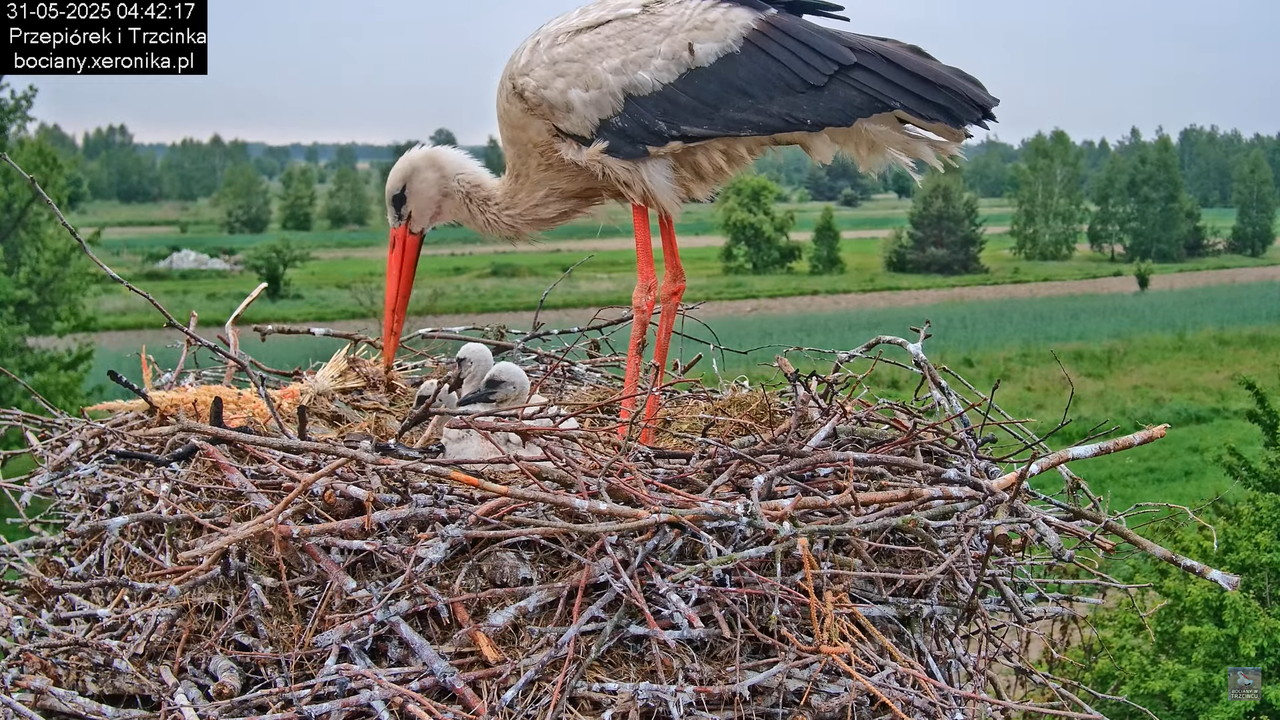 31052025bociany3