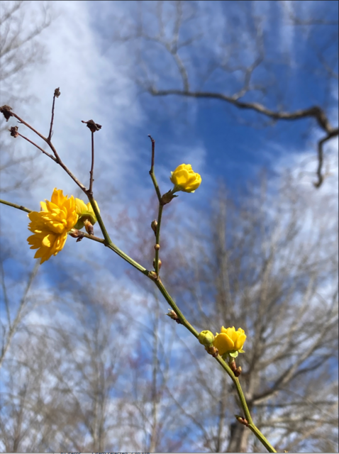[Image: Winter-Bloom.png]