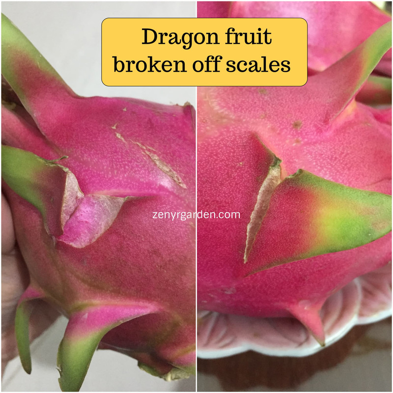 Dragon fruit varieties selection guide