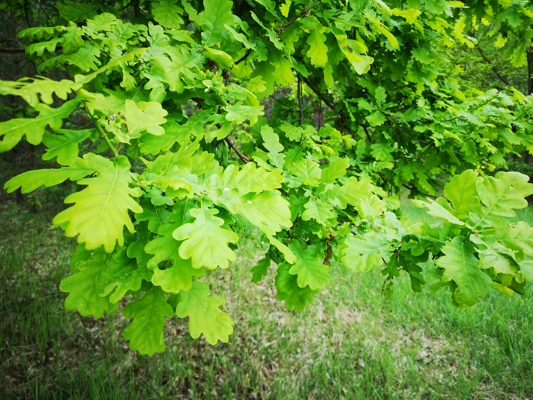 [Obrazek: IMG-20190506-111110.jpg]