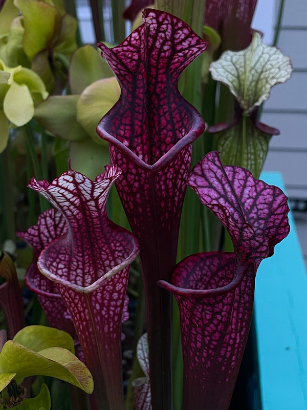 099FA1B6-1745-4D6F-BF7C-E129E6AFEA2B