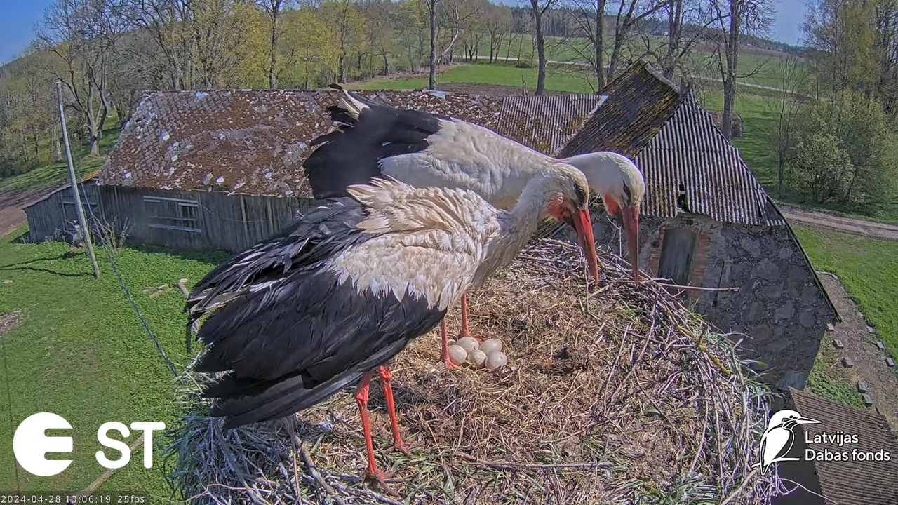 Baltie stārķi (Ciconia ciconia) Tukuma novadā - LDF tiešraide __ White storks in Tukums, Latvia 4-34