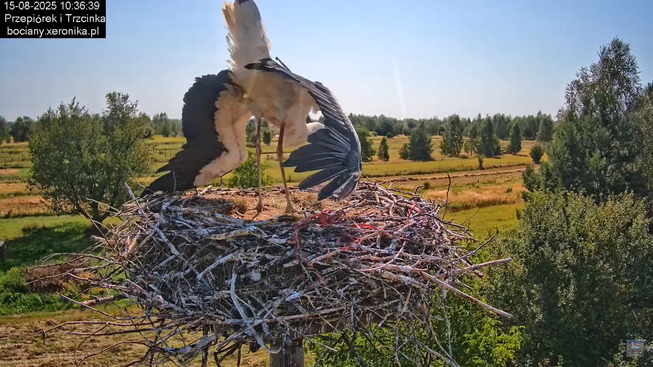 15082025bociany17
