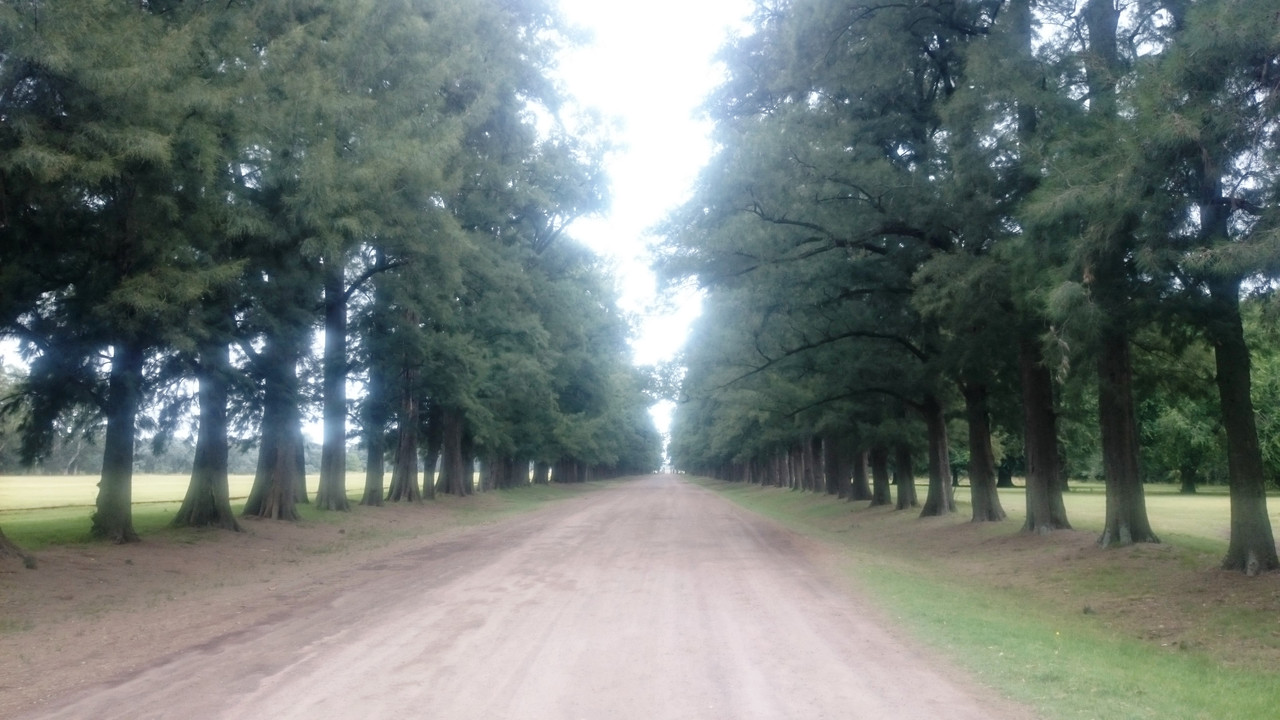 Аргентина (31)