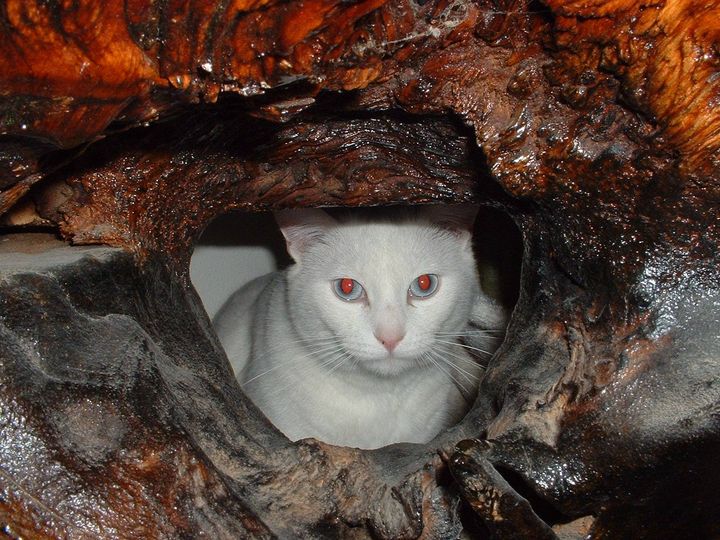 BLUE-CAT-2005