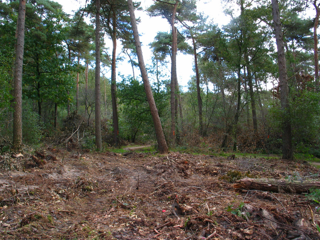 houtkap amerikaanse eik loon op zand  (7)