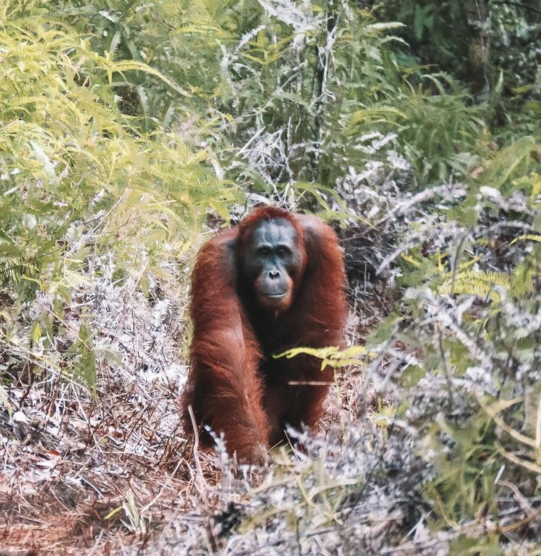 Borneo (P.N. Tanjung Puting) - Singapur e Indonesia 2018 (9)