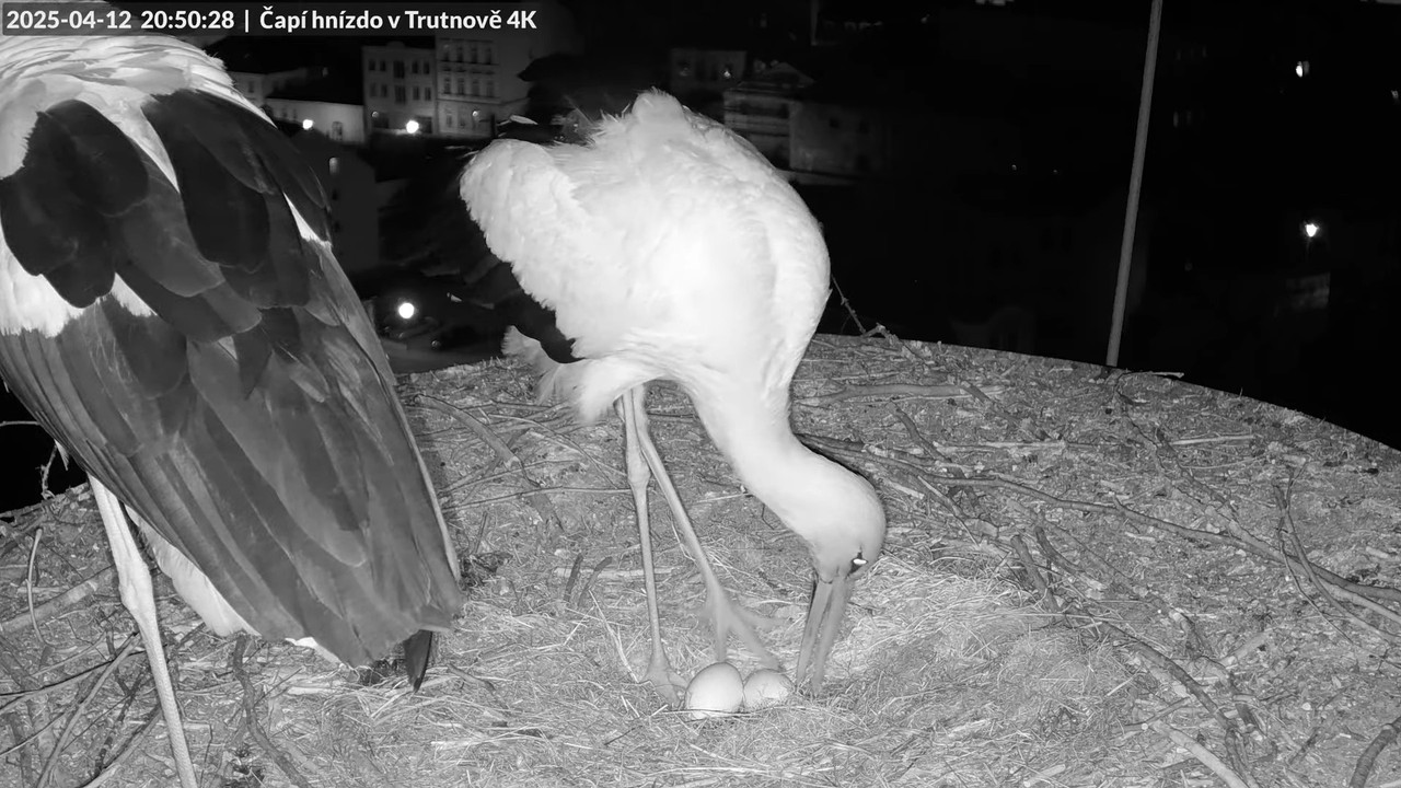 Tiešraidē no stārķa ligzdas uz alus darītavas skursteņa Trutnovā 11-57-9 screenshot