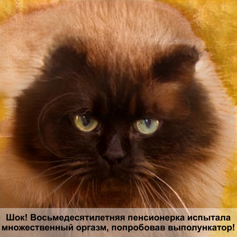 шотландская вислоухая кошка черная
