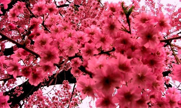 [Image: anhdao2-HOIS.jpg]