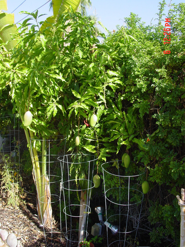 Lemon Zest 051714
