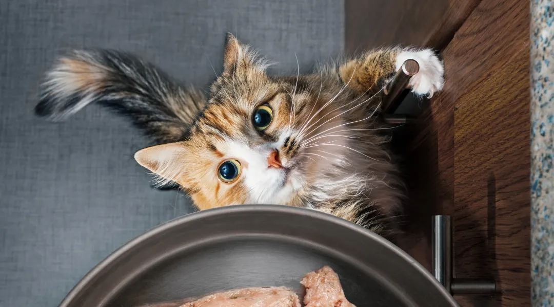 Un gato mira un tazón de comida.
