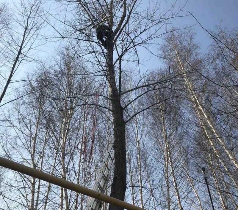 Арборист выполняет спил дерева в страховке — Самара